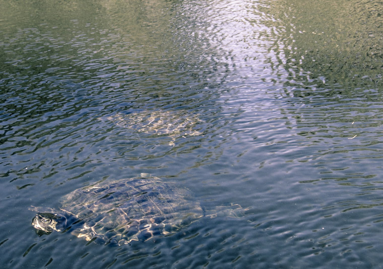 Turtles Swimming