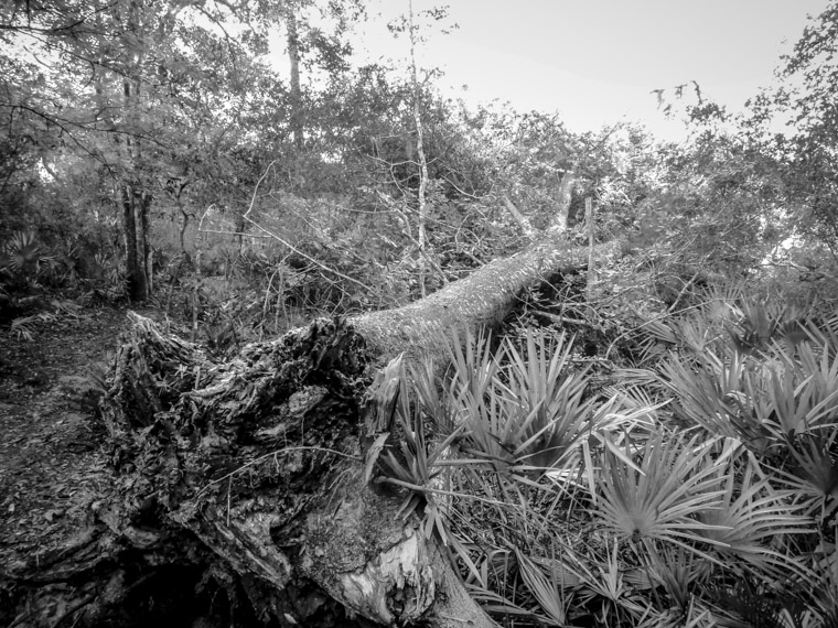 Moses creek fallen tree