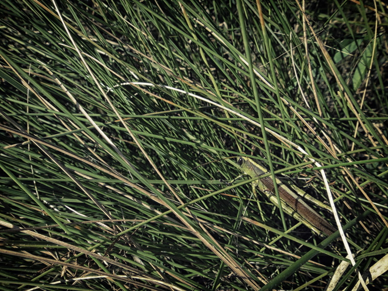 Grasshopper in grass field