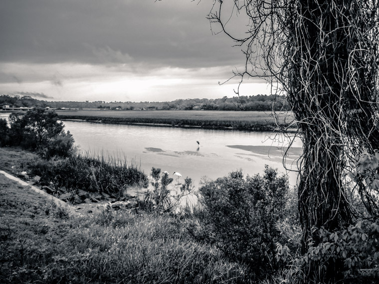 Three birds on moses creek