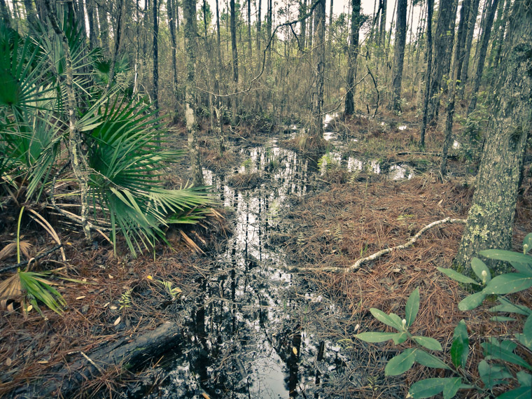Treaty Park Swamp