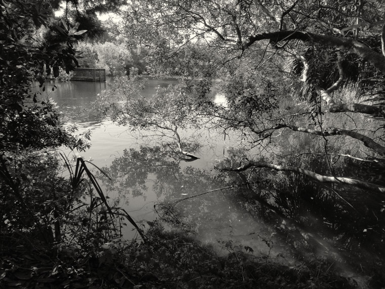 Amphitheatre Turtle Pond Dock