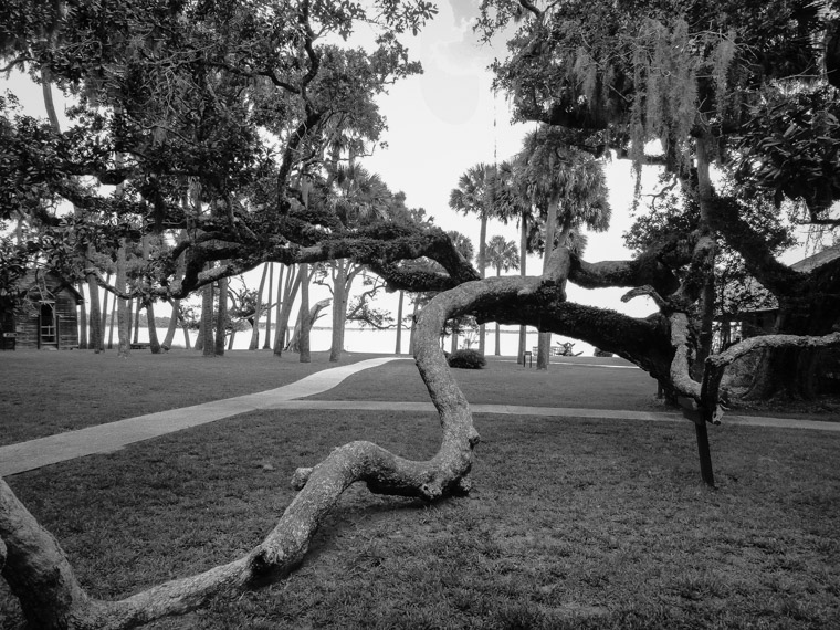 Princess place live oak tree