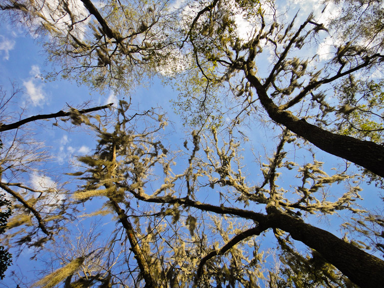 Spanish Moss Sky Vail Point Park