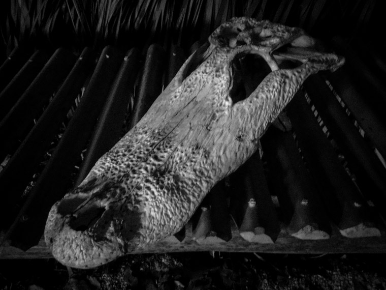 Gator Skull at Fountain of Youth Indian Village