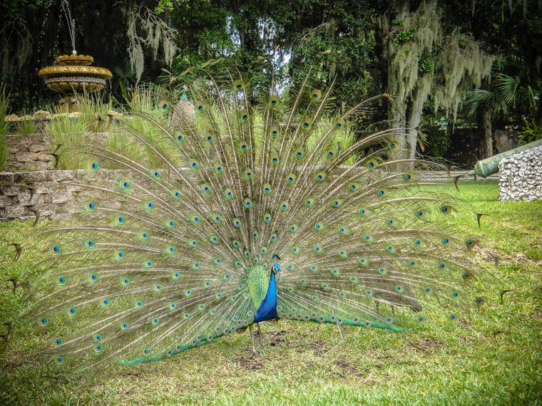 Fountain of youth peacock and peahens