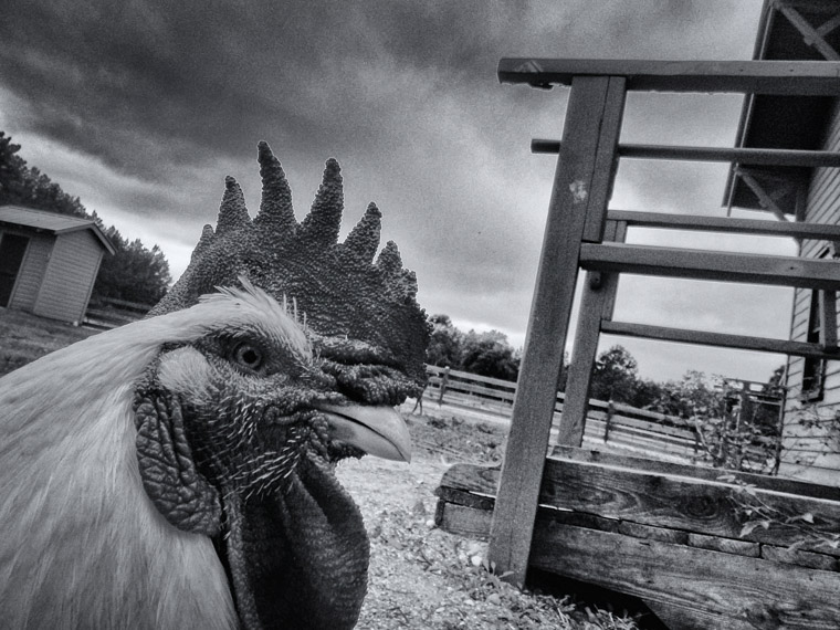 Rooster at Florida Agricultural museum