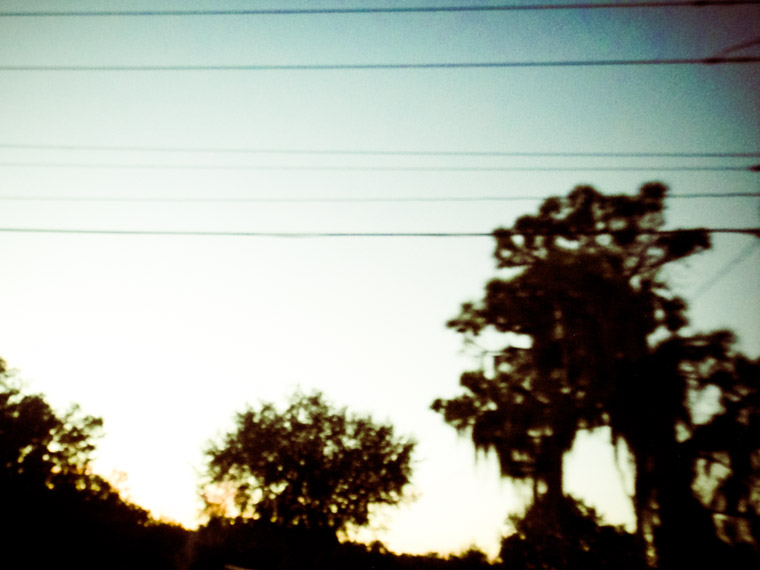 Sky view of tree silhouettes