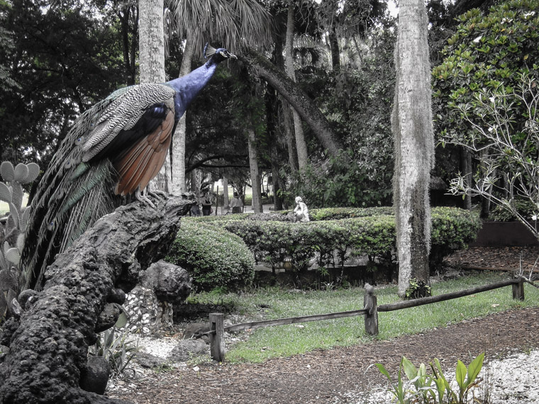 Fountain of youth peacock on old anchor