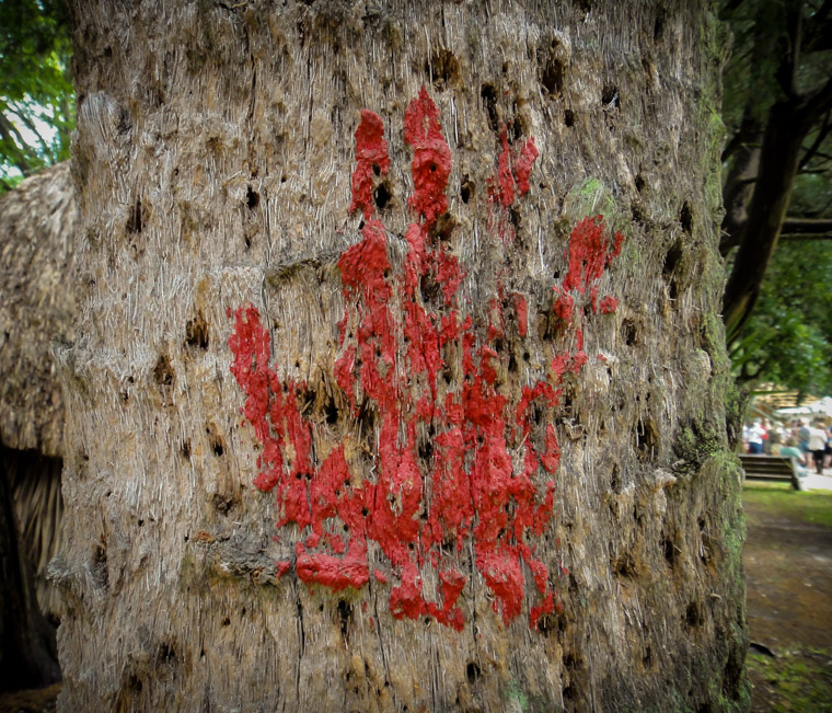 Fountain of youth indian red hand paint on palm tree
