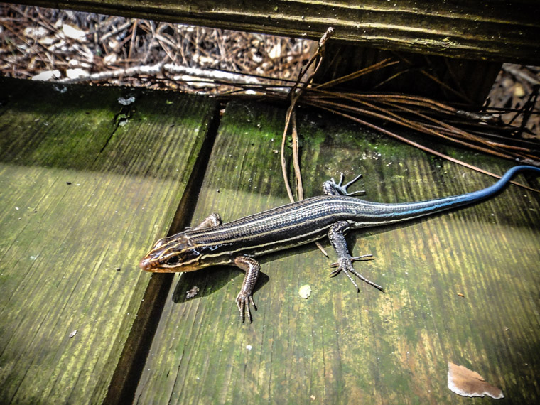 Skink blue tail on boardwalk