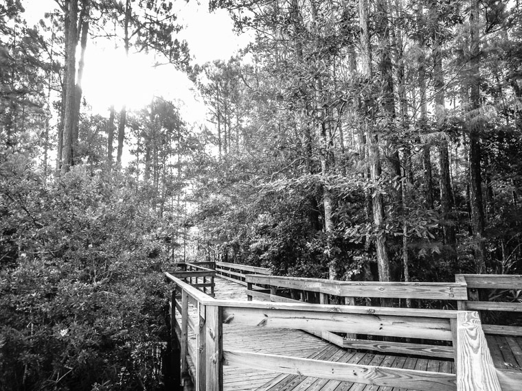 Treaty Park Boardwalk and trees in the morning