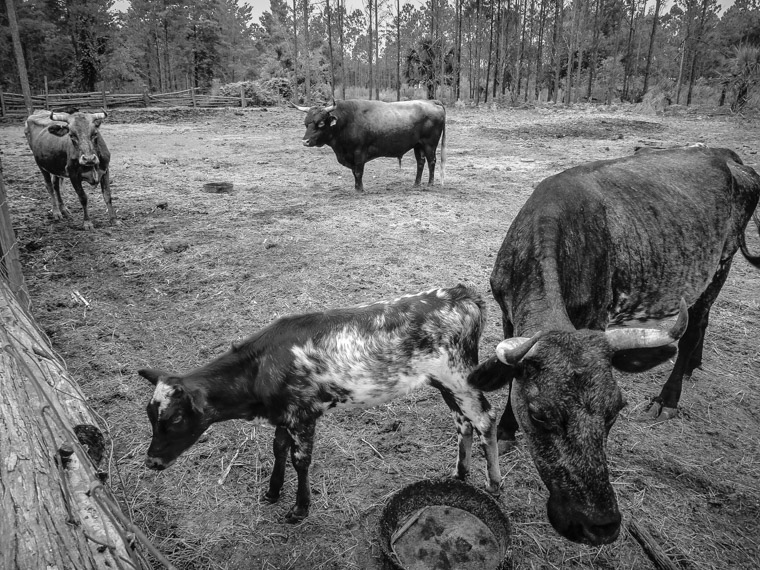 Florida Agricultural Museum Cracker Cattle Farm