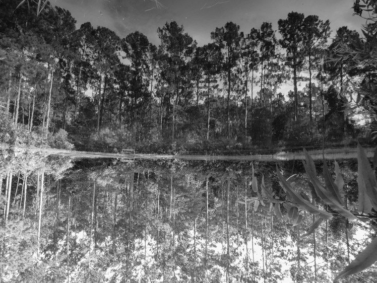 Treaty Park upside down trees and pond