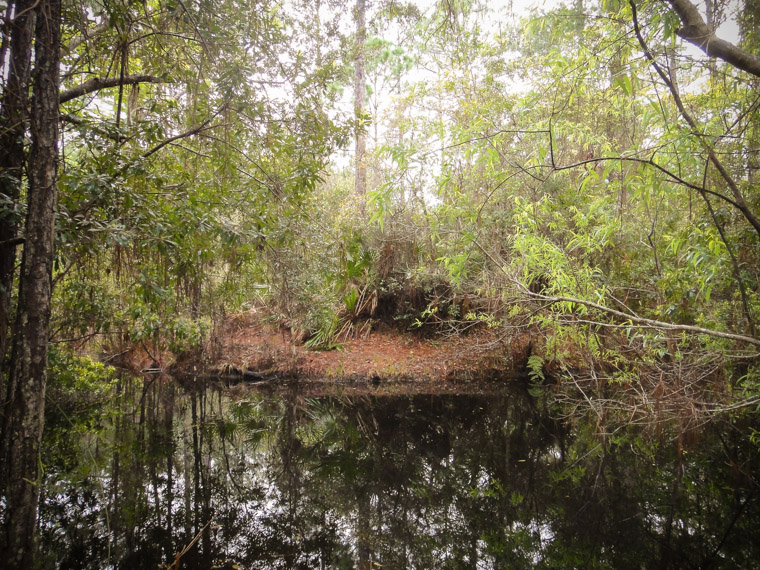 Treaty Park swamp marsh