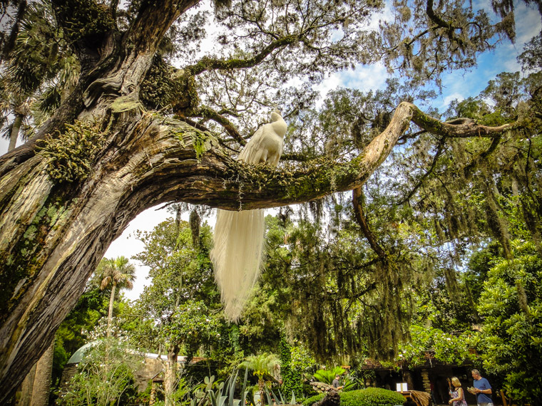 Fountain of Youth white peacock in live oak tree
