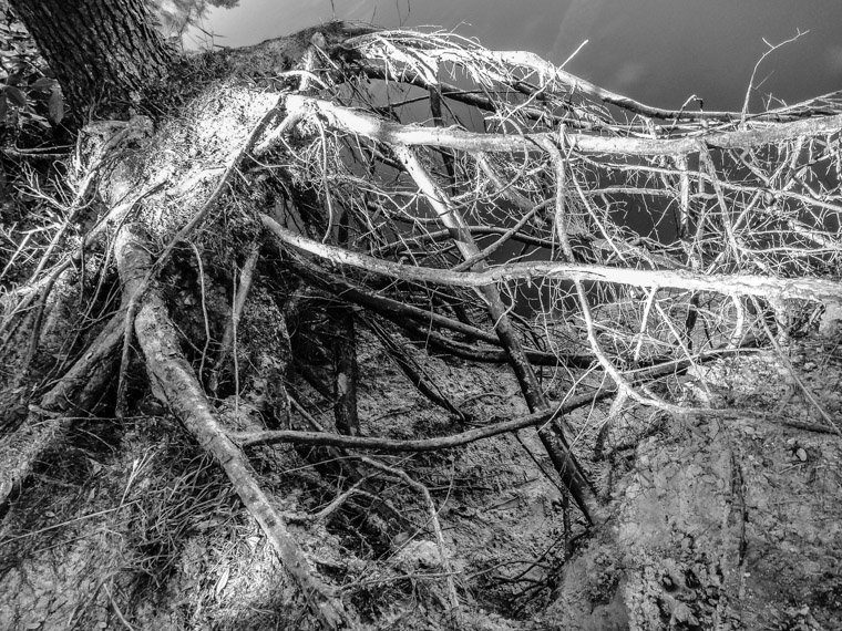 Moses Creek Tree Roots Cliff