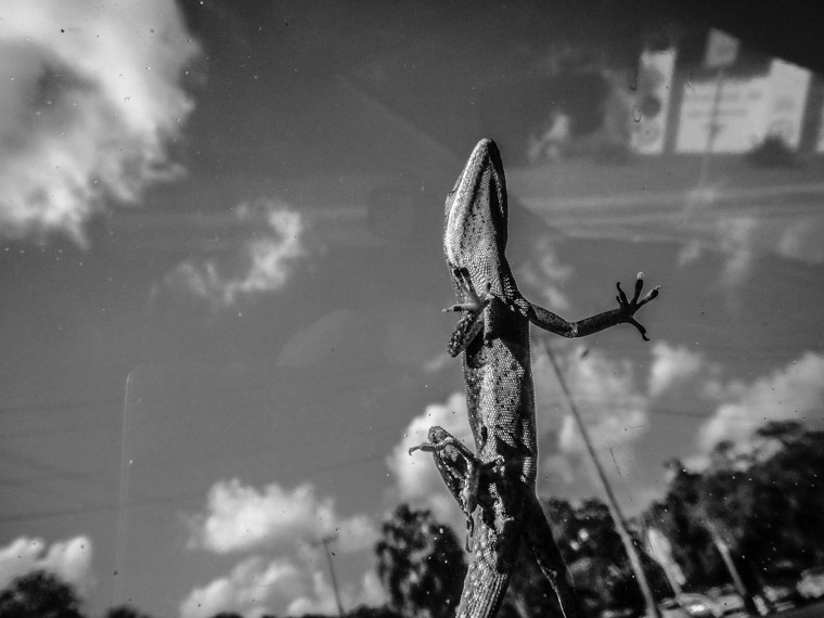 gecko lizard on car window