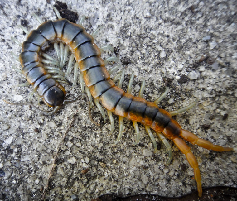 Florida Blue Centipede Bug