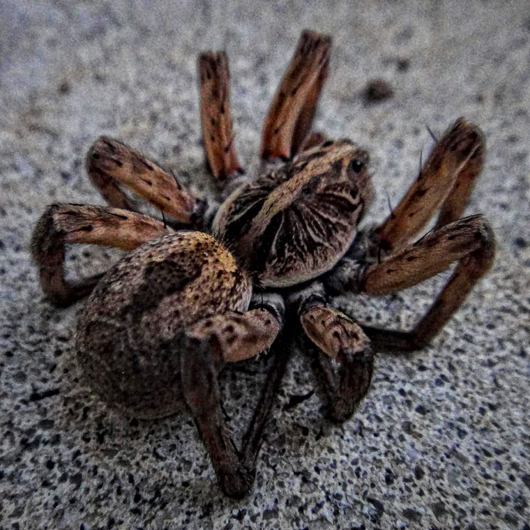 Wolf spider in the cold