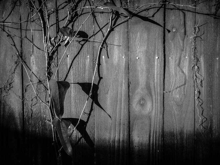 Vine on fence shadows