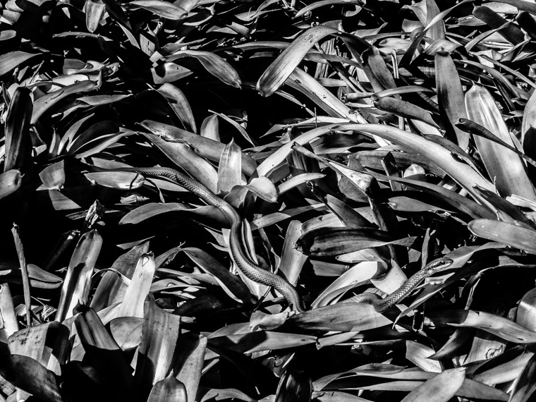 Black snake hiding in bromeliads at Washington Oaks Gardens