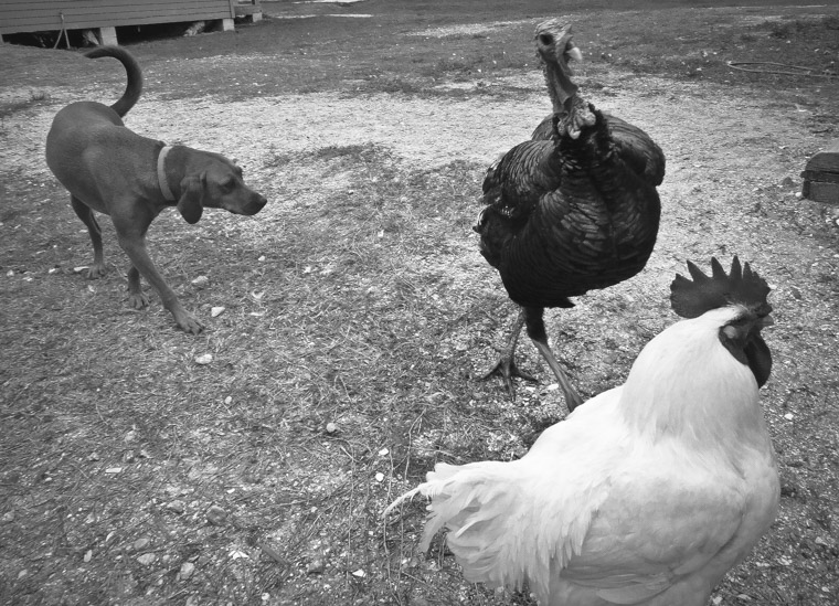 Florida agricultural museum dog turkey chicken farm animals