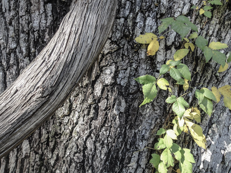 Tree and vine growth at Washington Oaks