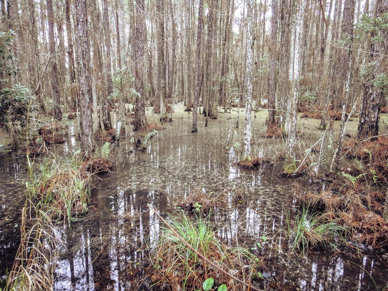 Treaty park swamp marsh trees pollen