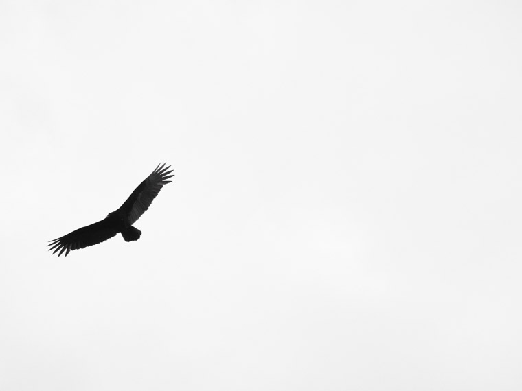 Bird vulture flying in sky