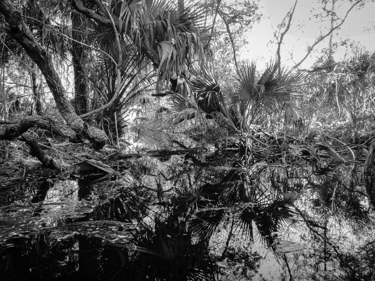 Anastasia State Park Swamp Marsh