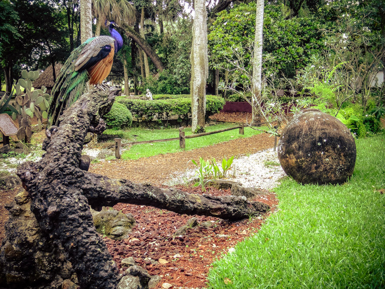 Peacock at fountain of youth on anchor and cannonball