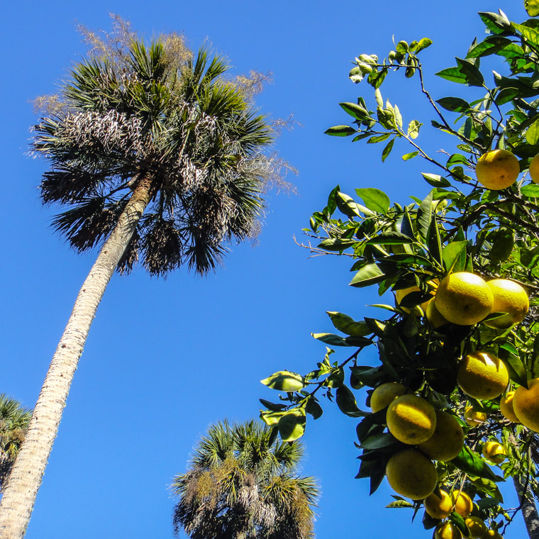 Washington Oaks sky palm and citrus trees