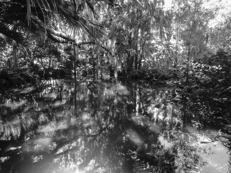 Washington Oaks State Park Marsh Swamp