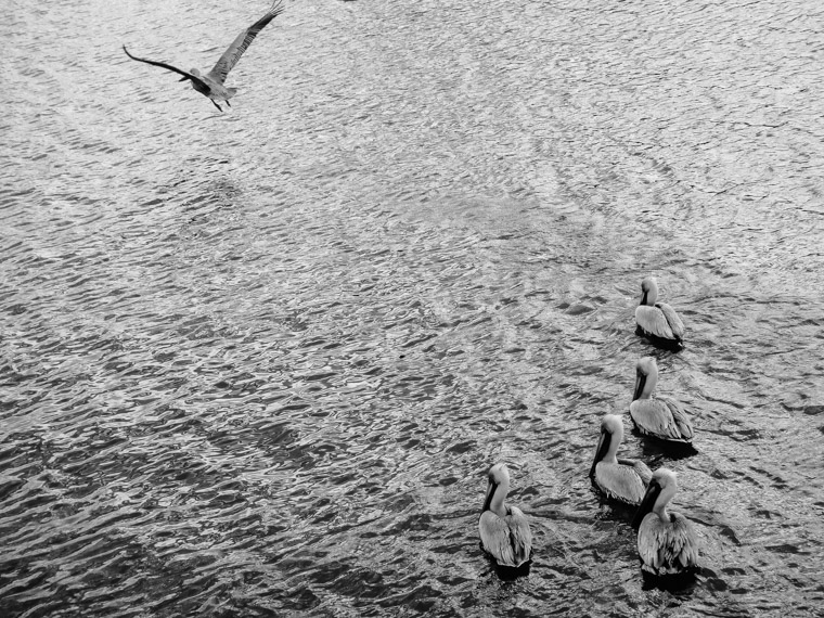 Pelicans on the ocean water intracoastal