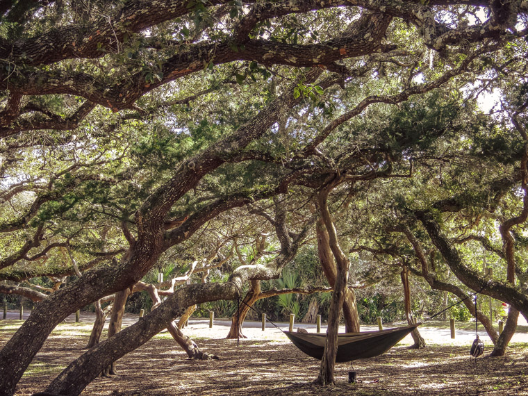 Hammock at live oaks in lighthouse park