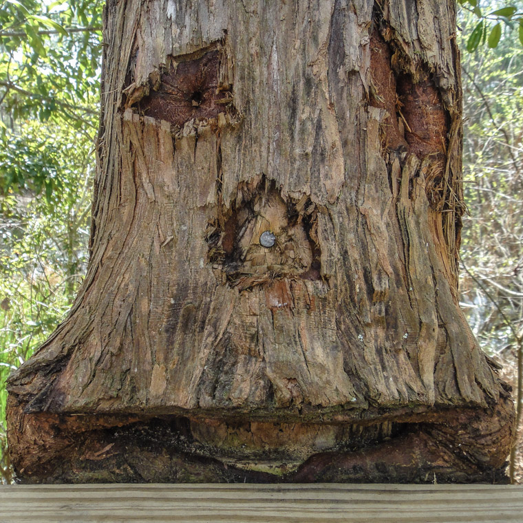 Groot Treebeard Tree Treaty Park