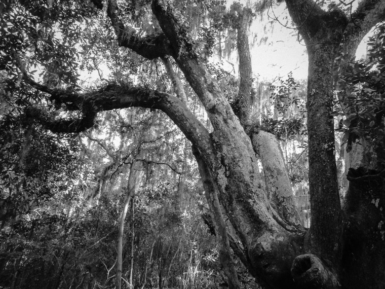 Anastasia state park live oak tree