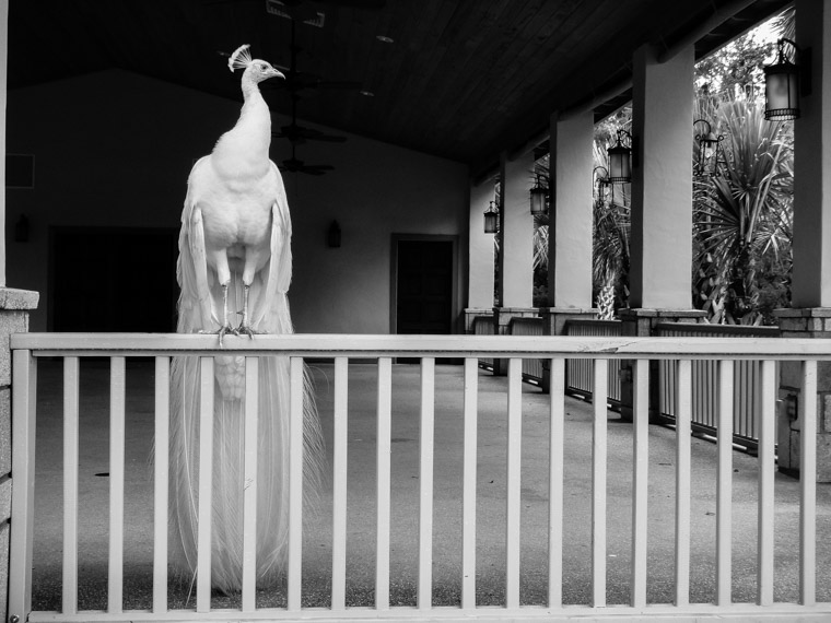 Albino Peacock at Fountain of Youth bird