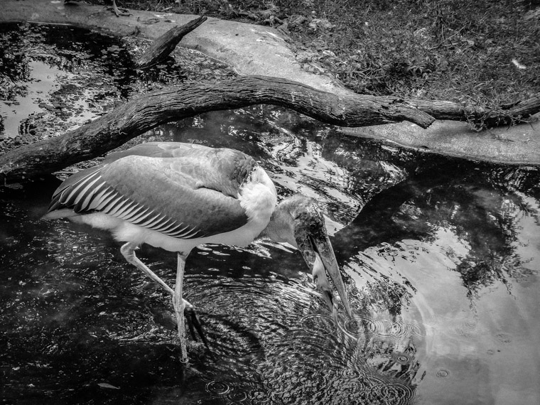 Alligator farm bird feeding