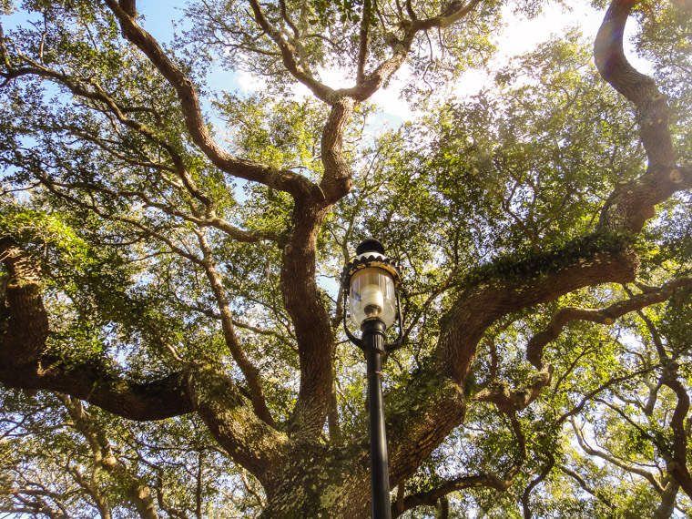 Lighthouse park live oak lightpole