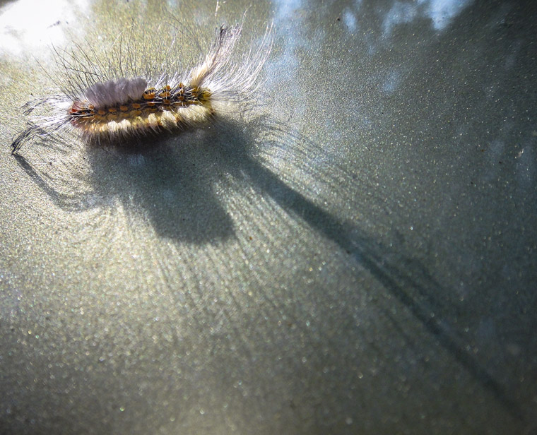 Furry Caterpillar shadow