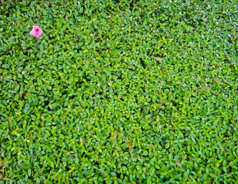 Hibiscus on green leaves