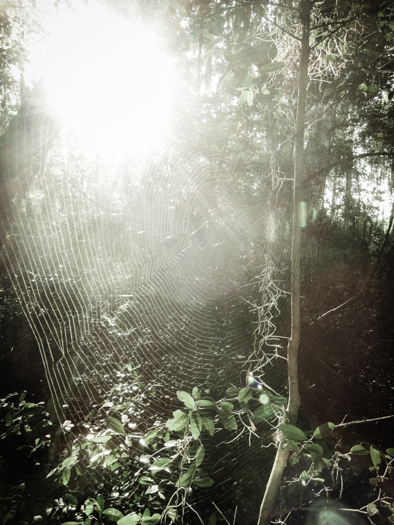 Spider web on trail