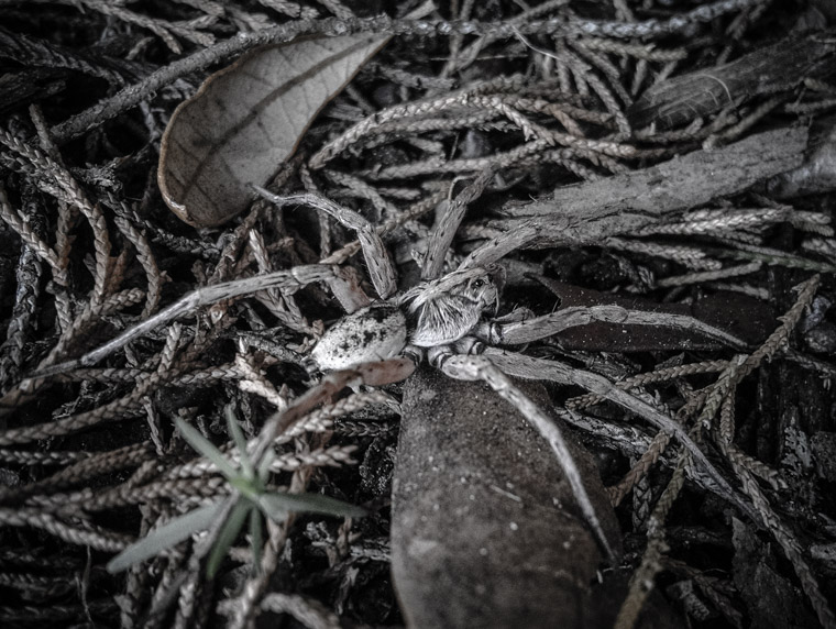 Wolf spider on leaves
