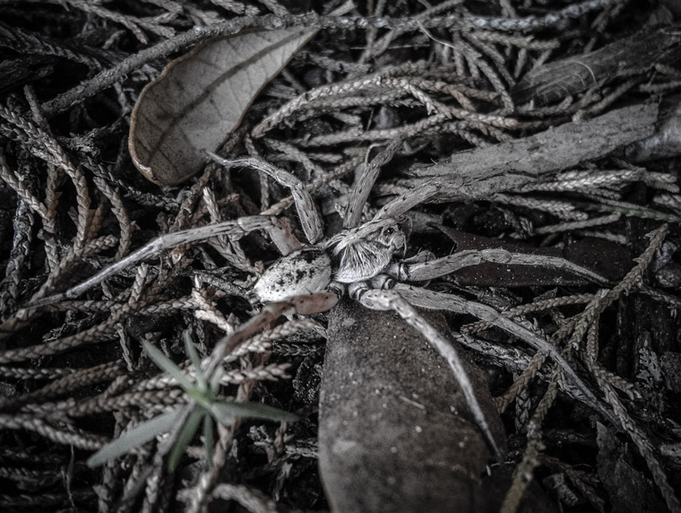 Wolf spider on leaves