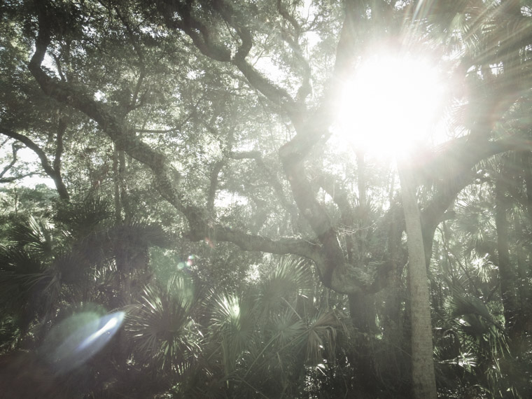 Washington Oaks State Park Sunshine