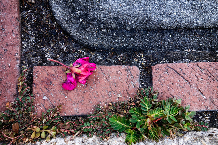 Brick pavement flower