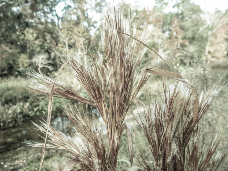 Moses Creek State Park Grass