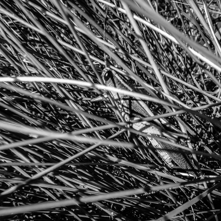 Grasshopper hiding in grass at Princess Place